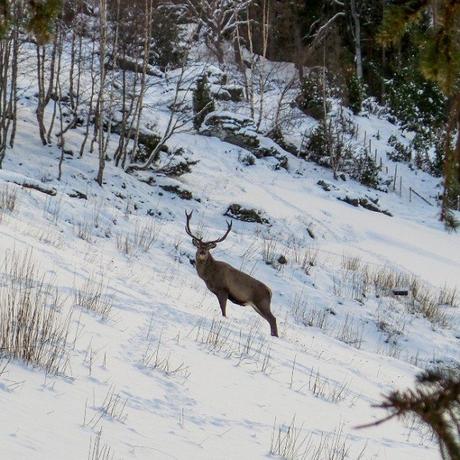 Ciervo visita a pensionista noruega dos veces al día cada invierno