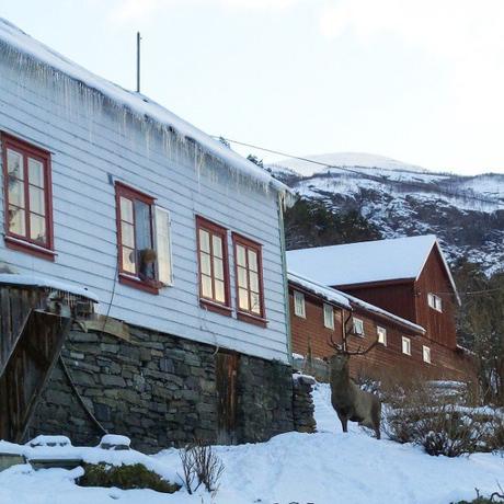 Ciervo visita a pensionista noruega dos veces al día cada invierno