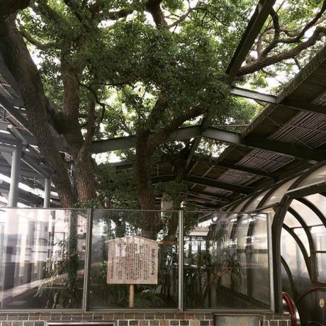 Una estación de tren japonesa construida alrededor de un árbol de 700 años de antigüedad