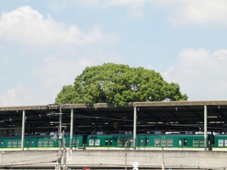 Una estación de tren japonesa construida alrededor de un árbol de 700 años de antigüedad
