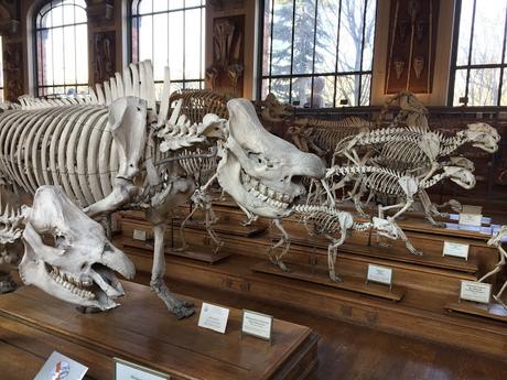 Lamarck, el médico de la evolución