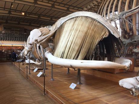 Lamarck, el médico de la evolución