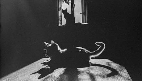 que misterios tienen los gatos 