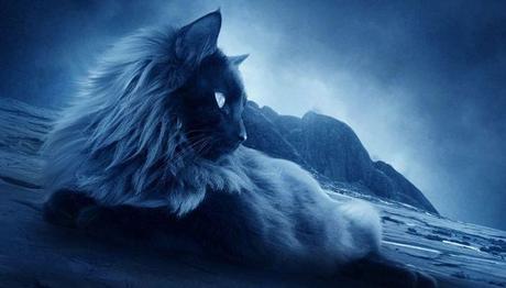 los gatos son animales enigmáticos 