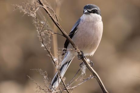 Alcaudón real (Lanius meridionalis)-Southern grey shrike