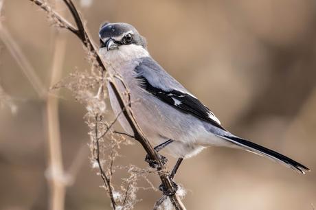 Alcaudón real (Lanius meridionalis)-Southern grey shrike