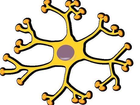 Papel de las Interneuronas en el Neurodesarrollo