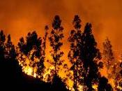 Arde bosque...