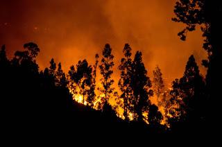 ARDE EL BOSQUE...