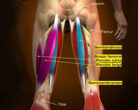 ¿Cómo prevenir lesiones en los músculos isquiotibiales? VIDEO
