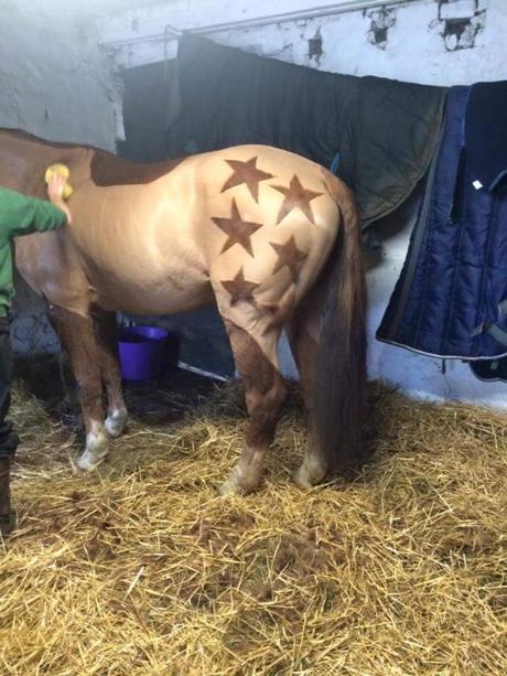 Artista crea asombrosos cortes de pelo artísticos gratuitos para caballos