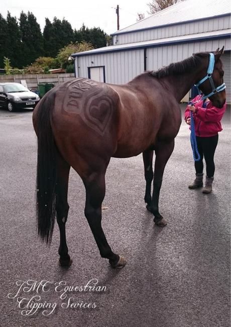 Artista crea asombrosos cortes de pelo artísticos gratuitos para caballos