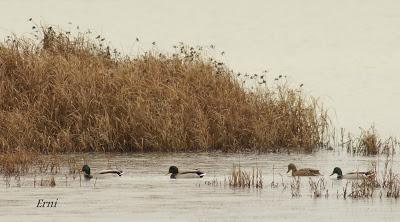 EL MISTERIO DE LOS GANSOS DE LA NAVA