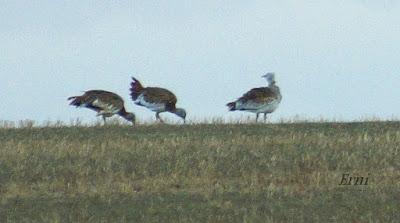 EL MISTERIO DE LOS GANSOS DE LA NAVA