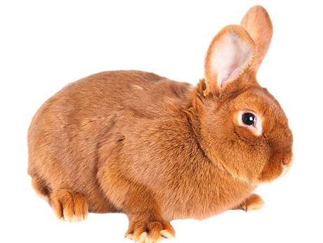 Conejo de Nueva Zelanda – Una Raza Ideal Para Todos. Conocela a Fondo