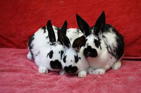 Conejo de Nueva Zelanda – Una Raza Ideal Para Todos. Conocela a Fondo