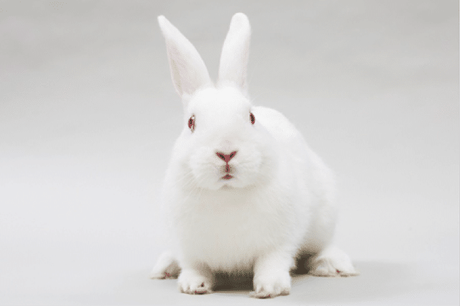 Conejo de Nueva Zelanda – Una Raza Ideal Para Todos. Conocela a Fondo