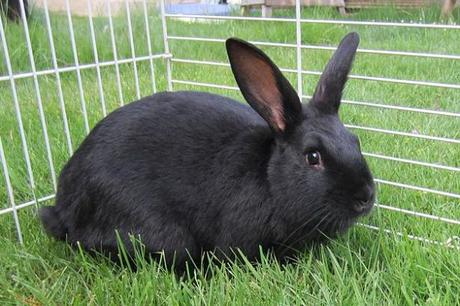 Conejo de Nueva Zelanda – Una Raza Ideal Para Todos. Conocela a Fondo