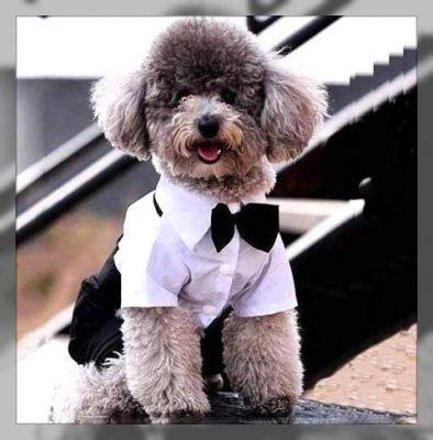 ropa elegante para perros machos