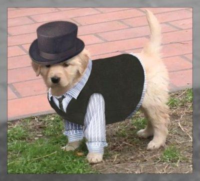 ropa elegante para perros
