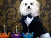 Ropa elegante para perros