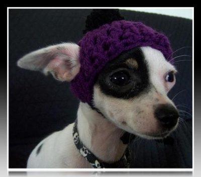 ropa para perros chihuahuas en mexico