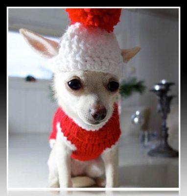 ropa para perros chihuahuas machos