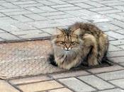 gato estado esperando dueños mismo lugar durante