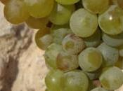 boca copa: Finca Calvestra 2013