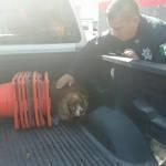 Policía Municipal rescata perrito y lo entregan a dueña