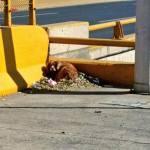 Policía Municipal rescata perrito y lo entregan a dueña