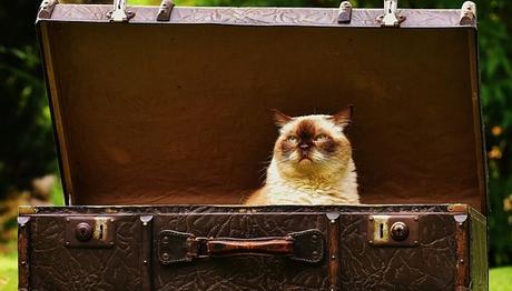 viajar con gatos en avión