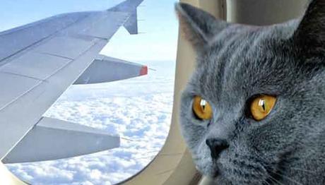 reglas simples para viajar con tu mascota