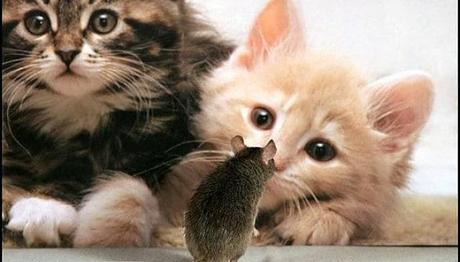 síntomas de la toxoplasmosis en gatos