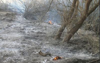 Incendio en Junín de los Andes (Fotos)