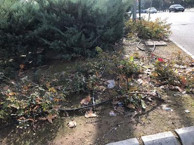 CÓRDOBA SUCIA Y SE VAN A RECOGER BASURA A CUBA…