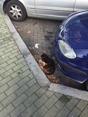 CÓRDOBA SUCIA Y SE VAN A RECOGER BASURA A CUBA…