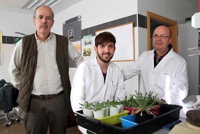 Estudian plantas de Almadén y San Quintín capaces de sobrevivir entre metales pesados