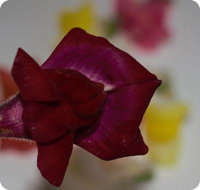 Tosta de Atún Marinado con Fresas Y Flores