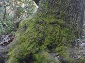 lectores opinan: "Las Bocas Montaña. Señor Viento"