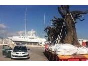 bacteria Xylella fastidiosa llega Baleares