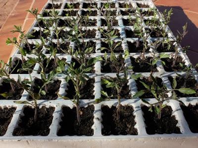 COMIENZA LA TEMPORADA DE TOMATES 2017