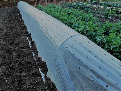 COMIENZA LA TEMPORADA DE TOMATES 2017