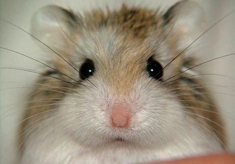 Hámster Roborovski. Un Pequeño, Ágil Y Adorable Roedor!