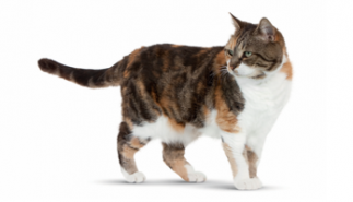 ESTUPENDO A CUALQUIER EDAD, ¿EL SECRETO?