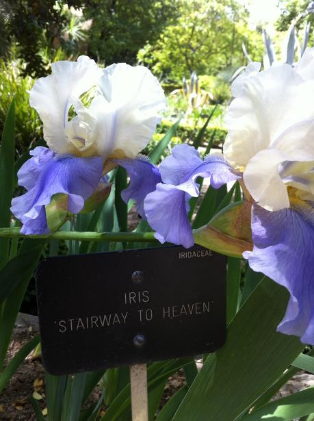 Jardin botanico lirios