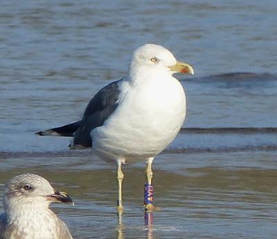 Gaviota sombría: anillas (2)