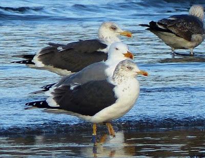 Gaviota sombría: anillas (2)