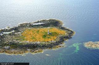 Gaviota sombría: anillas (2)
