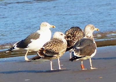 Gaviota sombría: anillas (2)